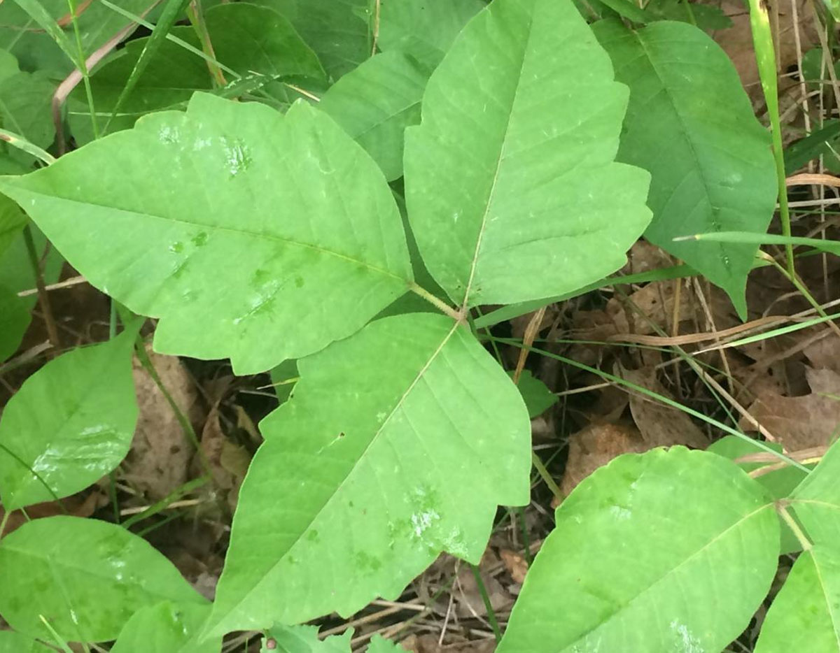 Leaves of three, let it be: How to avoid poison ivy and its itchy rash